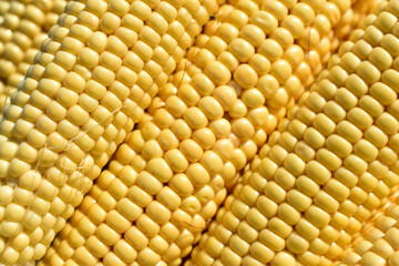 Ears of ripe juicy yellow corn close-up