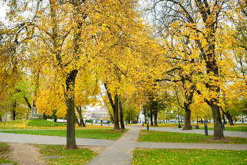 Colorful city park scene in the fall with yellow foliage. Beautiful autumn scenery in Vilnius, Lithuania