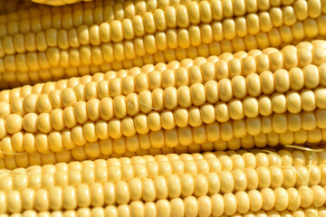 Ears of ripe juicy yellow corn close-up