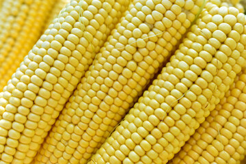 Ears of ripe juicy yellow corn close-up
