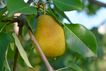 Yellow ripe pears in the garden on a tree