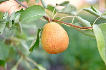 Yellow ripe pears in the garden on a tree