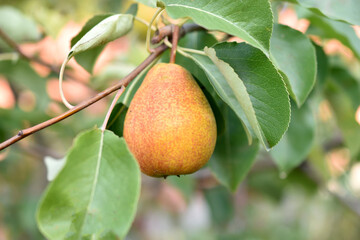 Yellow ripe pears in the garden on a tree