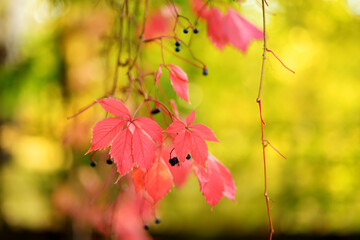 Beautiful red virginia creeper leaves on a tree branch on autumn day