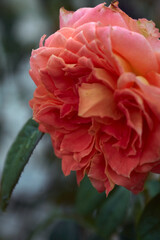 Orange rose