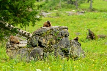 Marmot on a rock in the bavarian alps on meadow pasture
