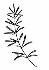 Clipart of outline branch with leaves. Hand drawn vector illustration. Black ink sketch of plant isolated on white. Botanical vintage element for design, cards, print, decoration, stickers, wrap.