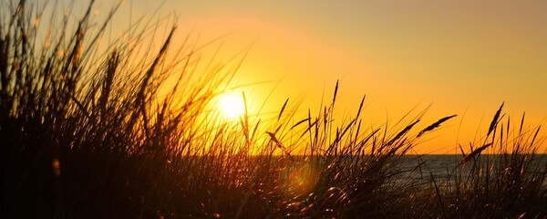 orange sunset at baltic sea dune grass