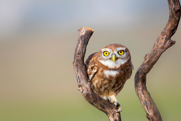 Little owl. Colorful nature background. Athene noctua.  