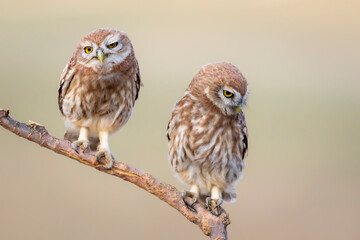 Little owls. Colorful nature background. Athene noctua.  