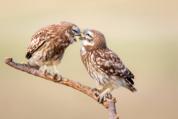Cute little owls. Colorful nature background. Athene noctua.  