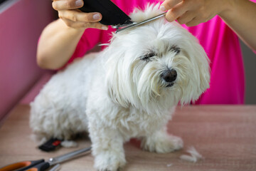 Cort&aacute;ndole el pelo a un bich&oacute;n malt&eacute;s.