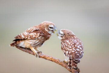 Cute little owls. Colorful nature background. Athene noctua.  
