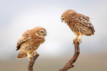 Little owls. Colorful nature background. Athene noctua.  