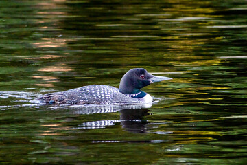 Fototapeta premium A loon is swimming in a lake under sunset 