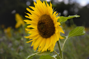 Sonnenblume