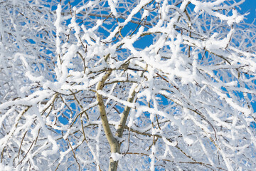 Tree branches covered with frost on a cold sunny winter day against blue sky