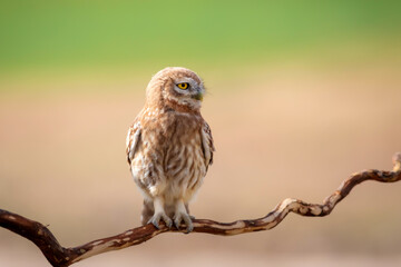 Little owl. Colorful nature background. Athene noctua.  