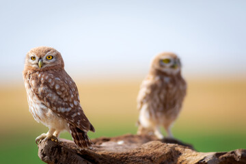 Little owls. Colorful nature background. Athene noctua.  