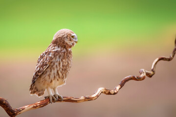 Little owl. Colorful nature background. Athene noctua.  