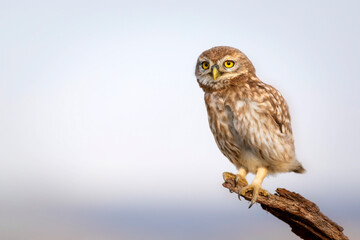 Little owl. Colorful nature background. Athene noctua.  