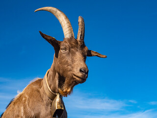 Close-up of a Goat in the alps