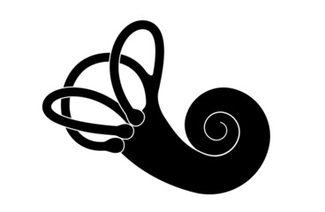 Vestibular apparatus anatomy © pikovit