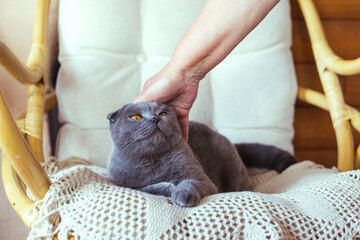 Woman stroking a gray cat sitting on a chair