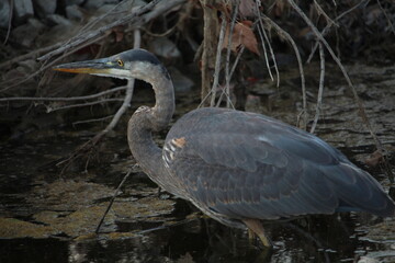 Egret