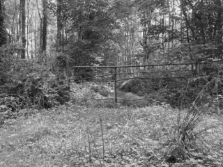 old rusty gate in the forest