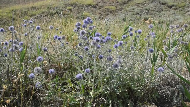 Steppe and blue flowers of southern globethistle (Echinops ritro) swinging in the wind