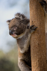 Bertical shot of a koala on a tree under the sunlight with a blurry background © Steve Taylor1/Wirestock