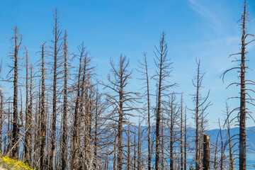 Fototapeta premium Burned tree trucks with lake and mountains of Tahoe in background - remains of California forest fire
