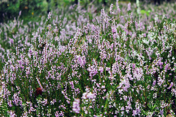 Obraz premium field of heather
