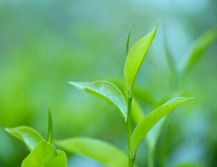 Fototapeta na wymiar green tea leaves close up 