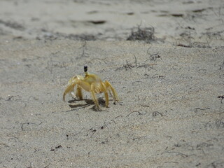 Crabe des cocotiers sur la plage des Salines Martinique
