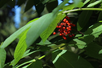 Wild berries on Snow Lake trail