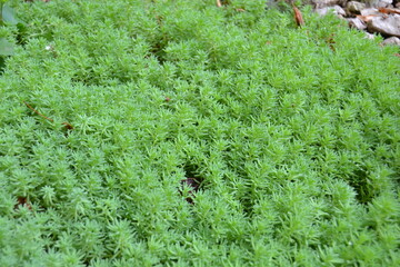 Natural backgrounds of gold moss on the land, Non-vascular plant (Gold moss stone crop) (Sedum acre)