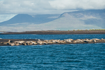 Seal Iceland Earless seal © Martin