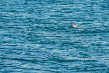 Seal Iceland Earless seal © Martin