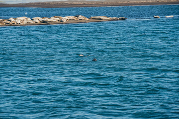 Seal Iceland Earless seal © Martin
