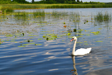 Graceful white Swan swimming in the lake, swans in the wild. Portrait of a white swan swimming on a lake. The mute swan, latin name Cygnus olor.