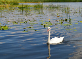 Fototapeta premium Graceful white Swan swimming in the lake, swans in the wild. Portrait of a white swan swimming on a lake. The mute swan, latin name Cygnus olor.