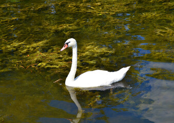 Fototapeta premium Graceful white Swan swimming in the lake, swans in the wild. Portrait of a white swan swimming on a lake. The mute swan, latin name Cygnus olor.