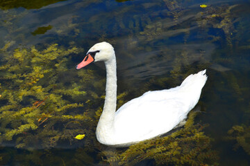 Graceful white Swan swimming in the lake, swans in the wild. Portrait of a white swan swimming on a lake. The mute swan, latin name Cygnus olor.