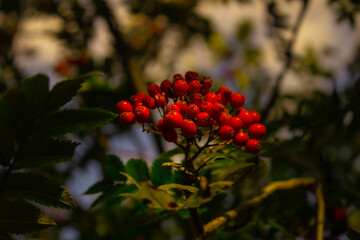 red berries on a branch
