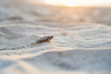 Newborn sea turtle cub crawls along the sandy shore in the direction of the ocean to survive.