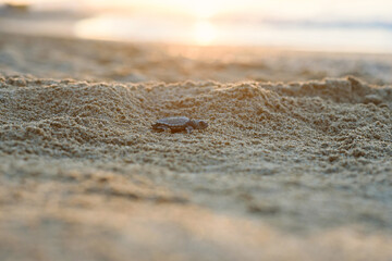 Hatched sea turtle crawl on sand to the sea at sunrise. Forward to a new life.