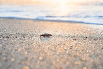 Hatched sea turtle crawl on sand to the sea at sunrise. Forward to a new life.