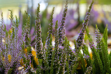 Delicate heather close-up. Soft floral background. Field of pink heather